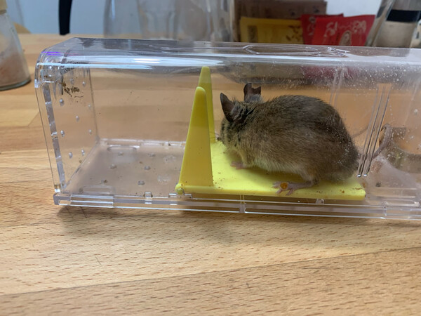 nachtmaus