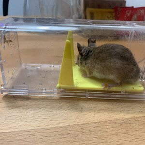 nachtmaus