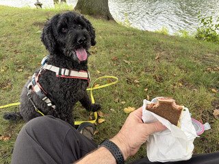 ich esse bei einer wanderpause ein mit gouda und schinken belegtes pumpernickel sandwich. frida sitzt daneben und man sieht ihr an, dass sie es auch gerne essen w&uuml;rde.
