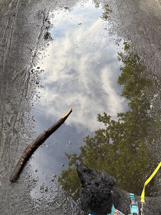 foto eines &bdquo;puddles&ldquo; in dem sich der himmel spiegelt und eine pudel ist auch auf dem foto zu sehen.