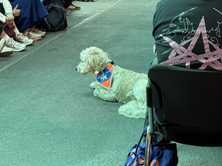 foto eines weisen pudel oder doodle auf dem boden des zuschauerraums der stage 2 der #rp26