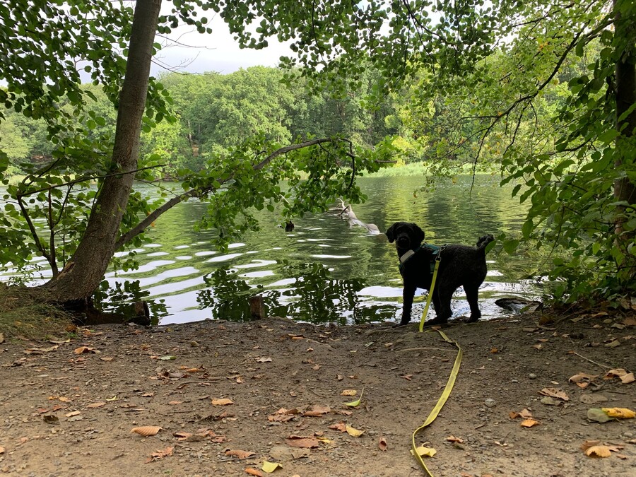 bidl von frida wie sie am schlachtensee das ufer inspiziert