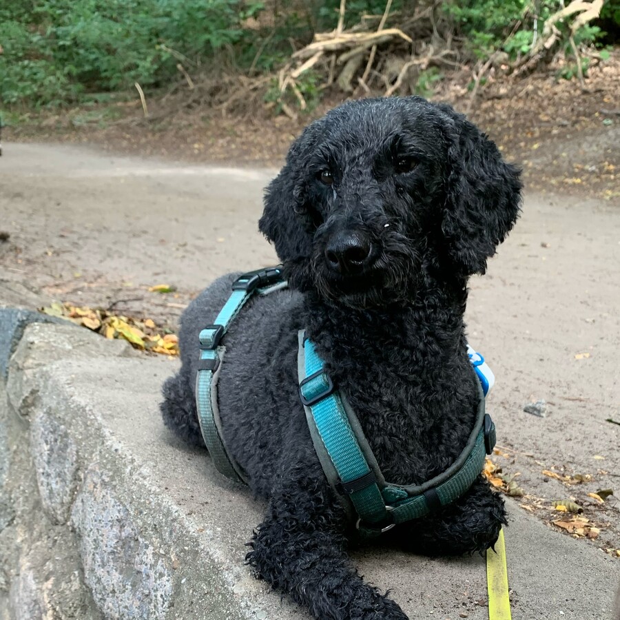 bild von frida wie sie auf einer stufe liegt, weil ich sie zu einer pause gezwungen habe