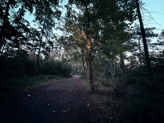 eine fussgänger allee in den regbergen, ein baum ist warm vom licht der untergehenden sonne zum teil beleuchtet, sonst ist das licht eher kalt. im hintergrund, auf dem weg, sieht man ein paar.