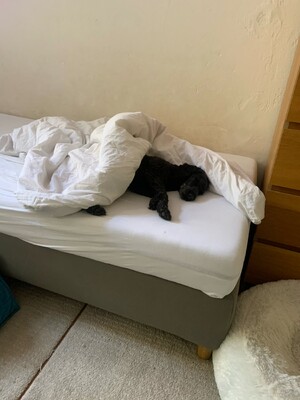 bild von frida (unserem pudel), wie sie zugedeckt auf dem bett liegt