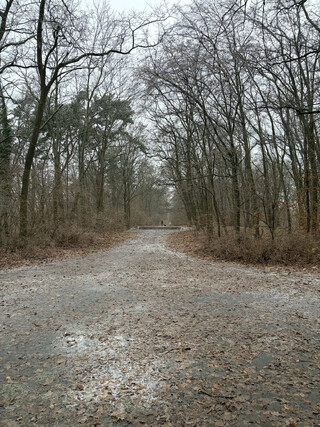blick von hinter dem freilichtkino rehberge in richtung westen (der sichtachse entlang)