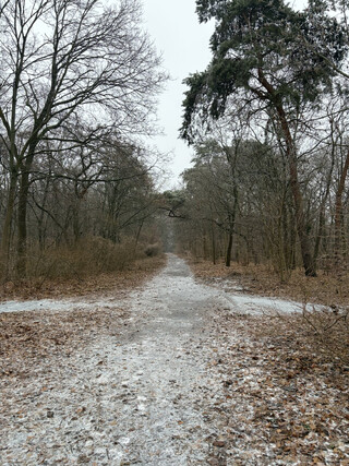 blick in richtung freilichtkino rehberge nach osten
