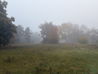 nebel in den rehbergen. man sieht im nebel ein paar herbstlaubige b&auml;ume.