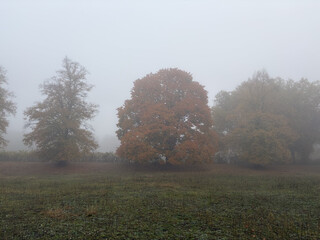 ein baum mit herbstlaub an der catcherwiese im nebel