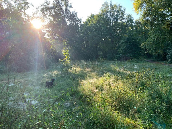 spinnennetze beim morgenspaziergang