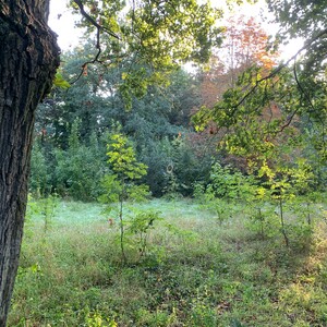 spinnennetze beim morgenspaziergang
