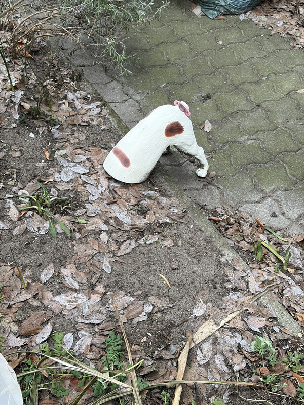 terrier