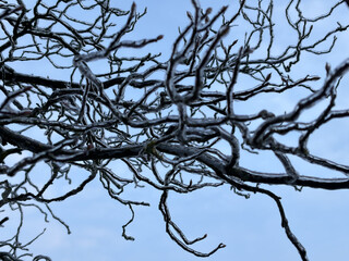 vereiste, kahle &auml;ste gegen einen blauen himmel fotografiert