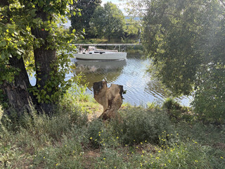 ein baumstumpf der von bibern kunstvoll zu einer skulptur bearbeitet wurde. dahinter ein segelschiff, das mit dem motor vorbeituckert.