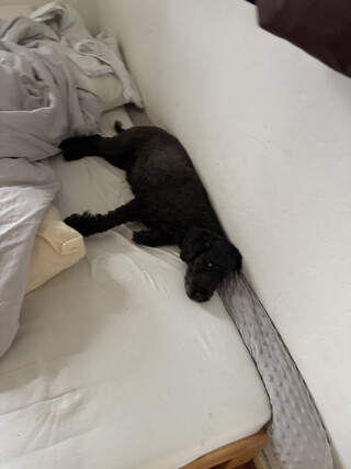 frida schläft im bett an die wand gelehnt und mit ausgestreckten beiden. andererseits schaut sie in die kamera, schläft also nur so halb.