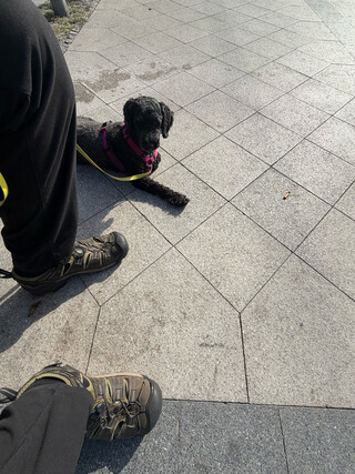 frida und ich warten am s-bahnhof jkungfernheide auf die bahn. frida liegt relativ entspannt auf dem boden, cih sitze auf einer bank.