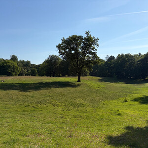 the baum