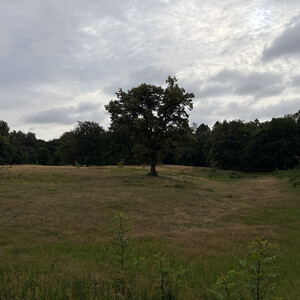 the baum