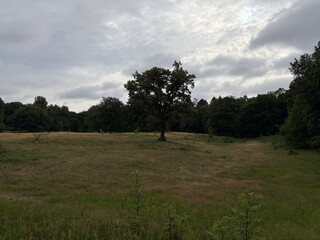 the baum