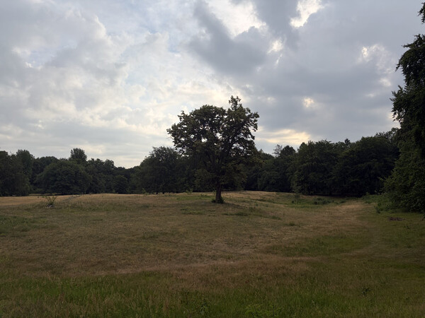 the baum