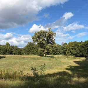 the baum