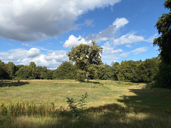 the baum
