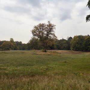 the baum