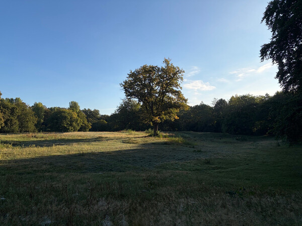 the baum