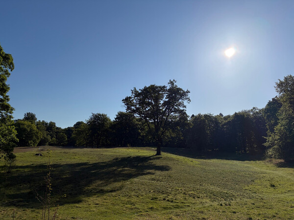 the baum
