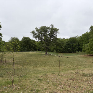 the baum