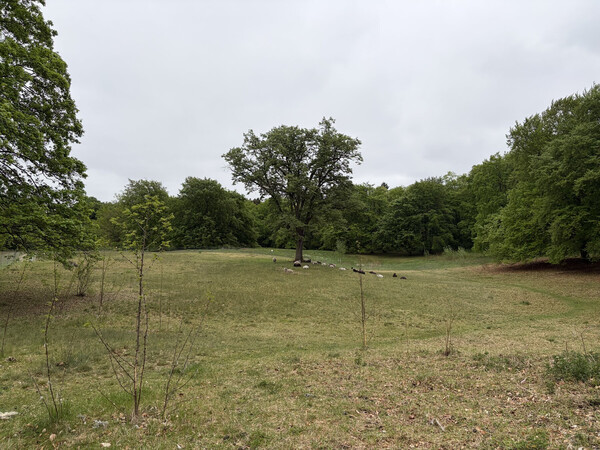 the baum