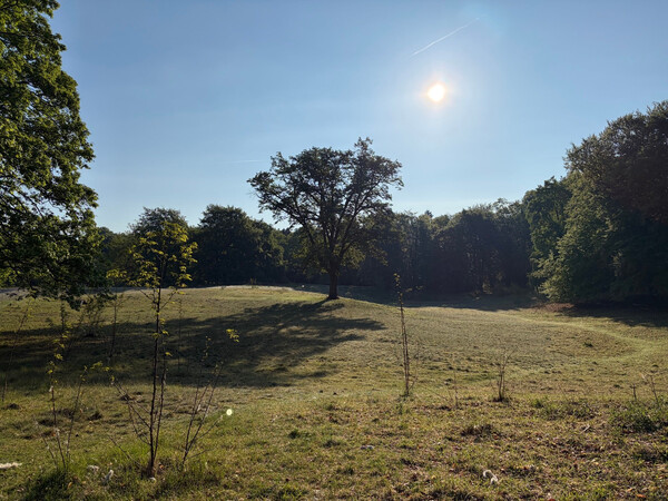 the baum