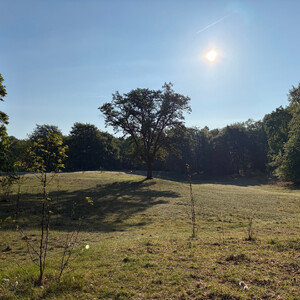 the baum