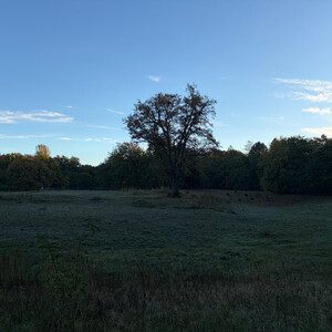 the baum