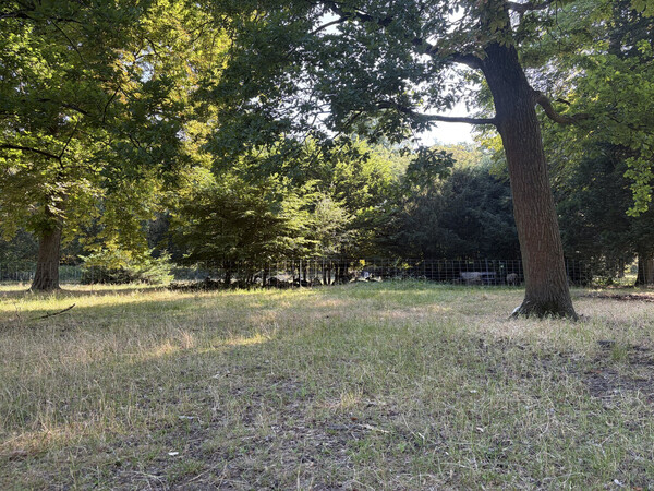 park am pl&ouml;tzensee
