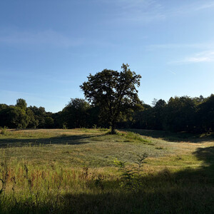 the baum