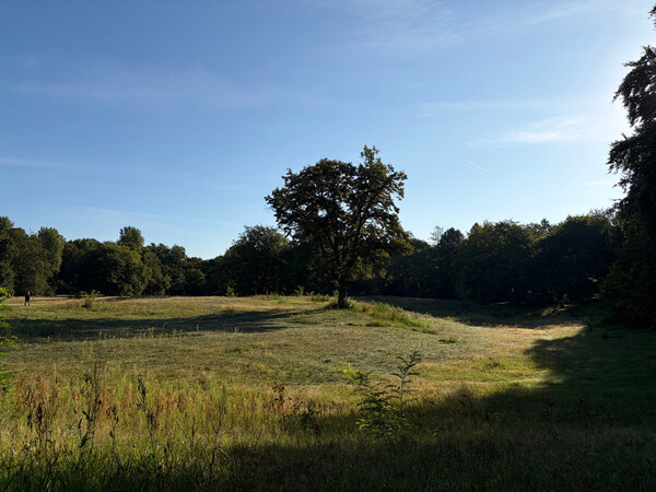 the baum