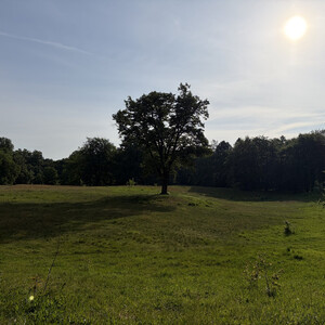 the baum