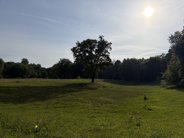 the baum