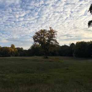 the baum