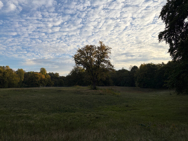 the baum
