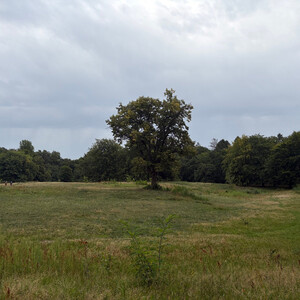 the baum