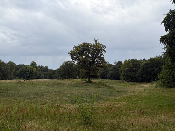 the baum