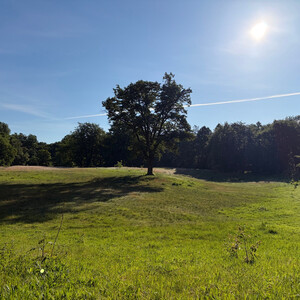 the baum