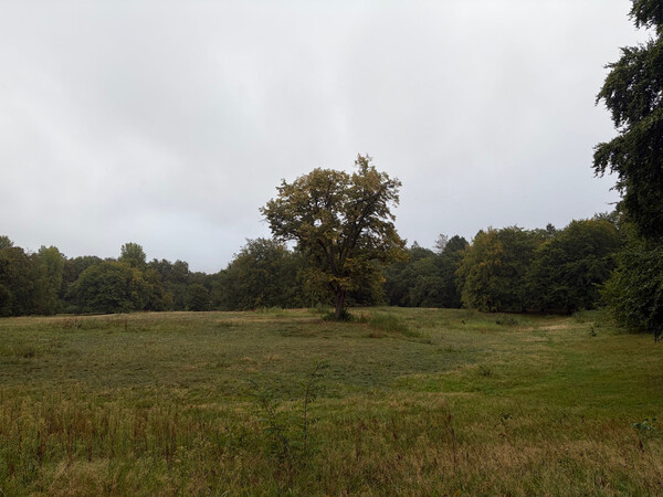 the baum