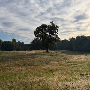 the baum