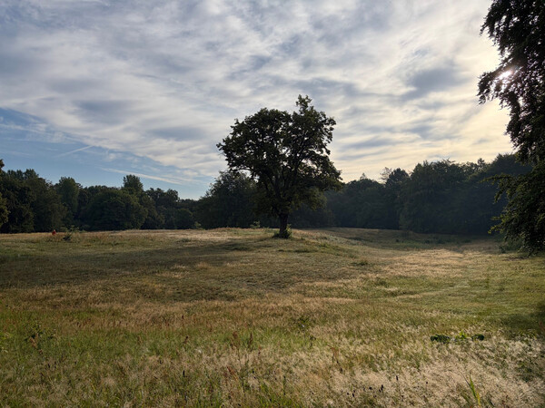 the baum