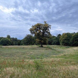 the baum