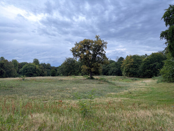 the baum