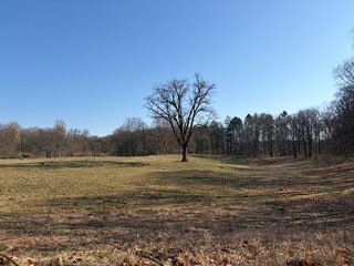 the baum